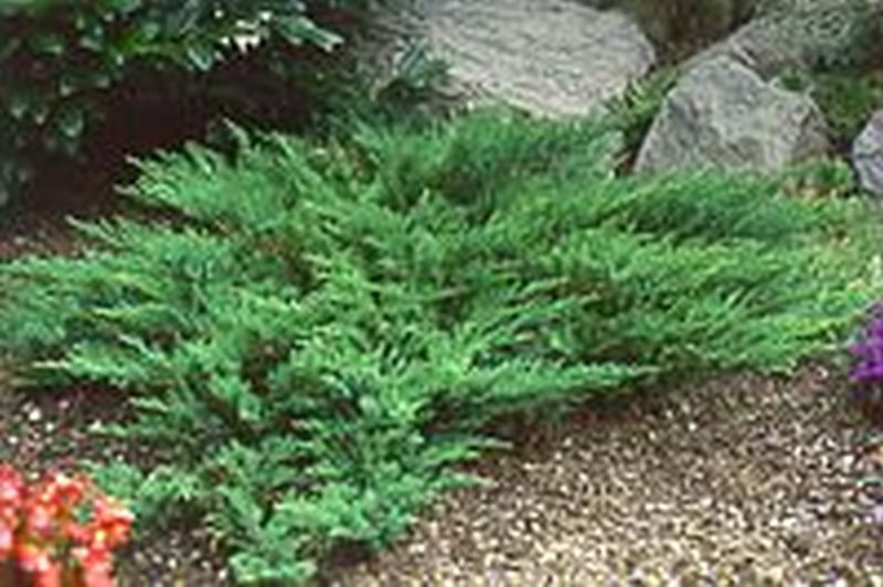 Juniperus sabina 'Tamariscifolia' - Tamarisken-Wacholder