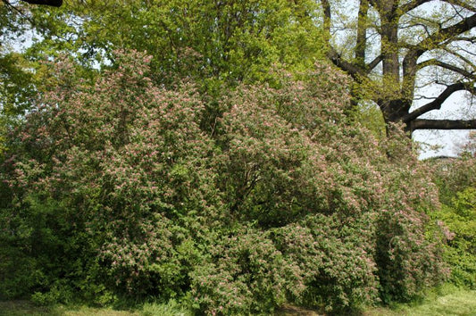 Lonicera tatarica - Tatar.Heckenkirsche
