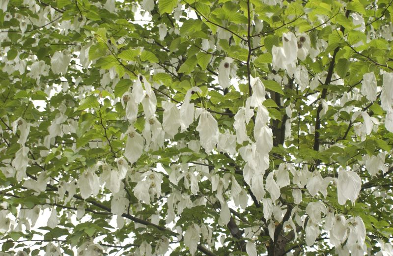 Davidia involucrata vilmoriniana - Taubenbaum