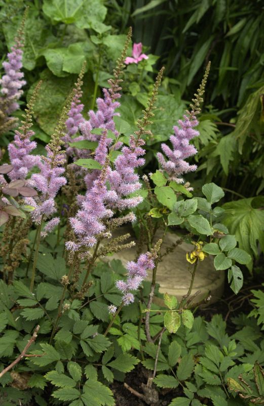 Astilbe chinensis var.pumila - Teppichspiere