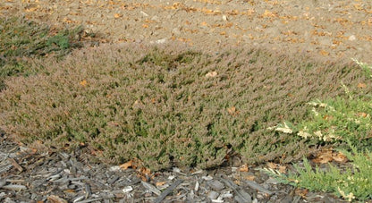 Juniperus horizontalis 'Andorra Compact' - Teppichwacholder 'Andorra Compact'
