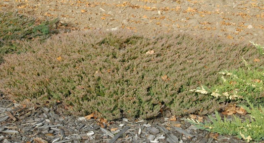 Juniperus horizontalis 'Andorra Compact' - Teppichwacholder 'Andorra Compact'