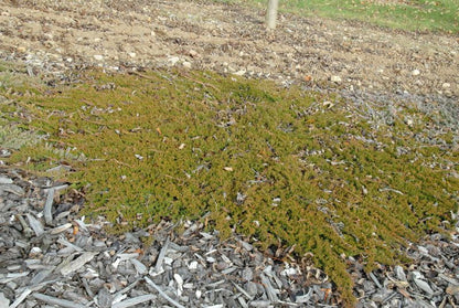 Juniperus horizontalis 'Prince of Wales' - Teppichwacholder 'Prince of Wales'