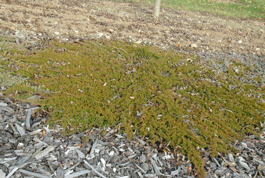 Juniperus horizontalis 'Prince of Wales' - Teppichwacholder 'Prince of Wales'