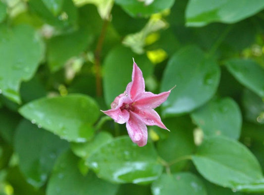 Clematis tex.'Duchess of Albany' - Texas-Waldrebe 'Duchess of Albany'