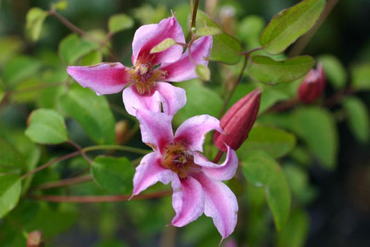 Clematis tex.'Etoile Rose' - Texas-Waldrebe 'Etoile Rose'