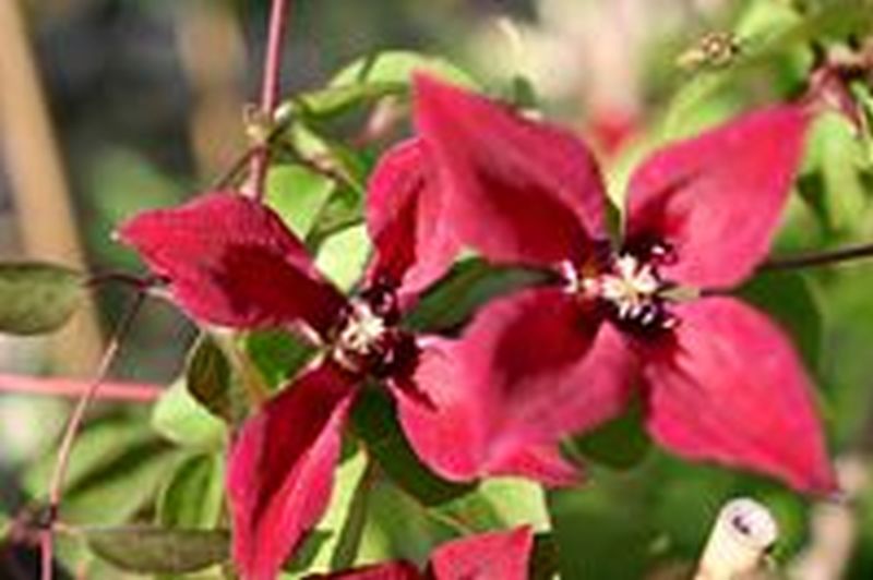 Clematis tex.'Gravetye Beauty' - Texas-Waldrebe 'Gravetye Beauty'