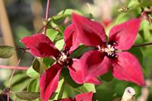 Clematis tex.'Gravetye Beauty' - Texas-Waldrebe 'Gravetye Beauty'