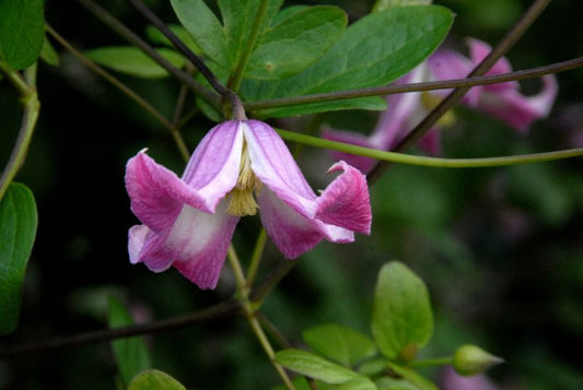 Clematis tex.'Odoriba' - Texas-Waldrebe 'Odoriba'