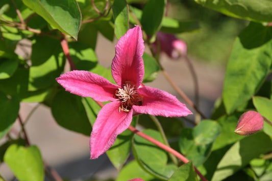 Clematis tex.'Princess Diana' - Texas-Waldrebe 'Princess Diana'