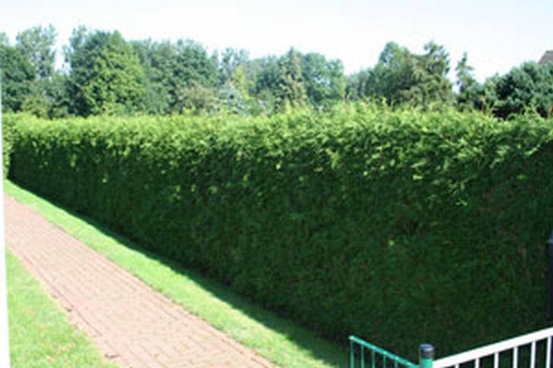 Thuja occidentalis 'Brabant' - Lebensbaum 'Brabant'