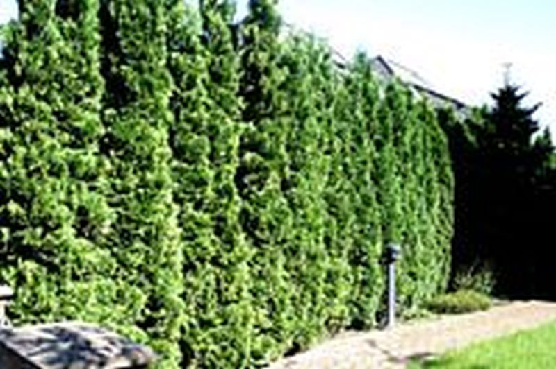 Thuja occidentalis 'Columna' - Säulen-Lebensbaum