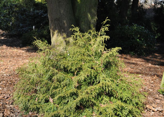 Thuja occidentalis 'Recurva Nana' - Zwerg-Lebensbaum 'Recurva Nana'