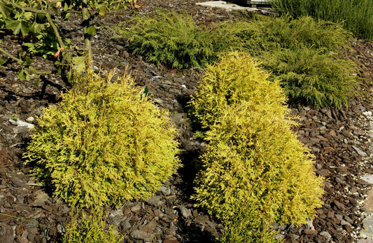 Thuja occidentalis 'Rheingold' - Lebensbaum 'Rheingold'