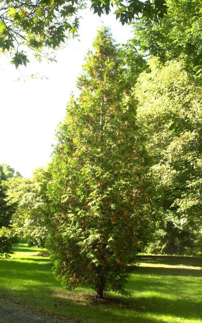 Thuja occidentalis 'Sunkist' - Lebensbaum 'Sunkist'