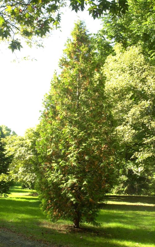 Thuja occidentalis 'Sunkist' - Lebensbaum 'Sunkist'