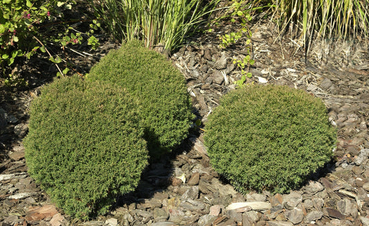 Thuja occidentalis 'Teddy' - Lebensbaum 'Teddy'