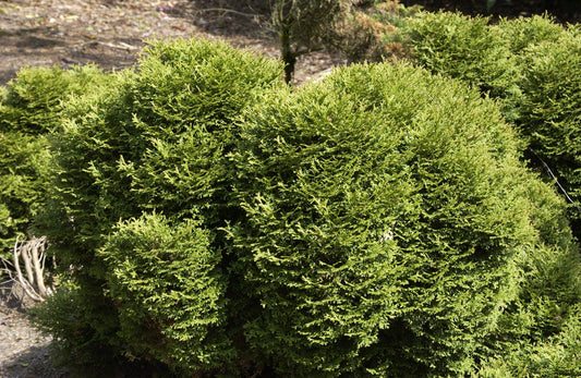 Thuja occidentalis 'Tiny Tim' - Lebensbaum 'Tiny Tim'