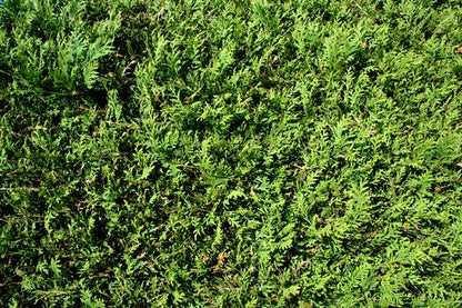 Abendländischer Lebensbaum - Thuja occidentalis