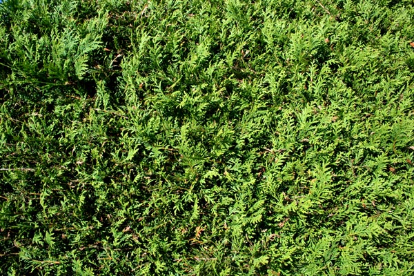 Abendländischer Lebensbaum - Thuja occidentalis