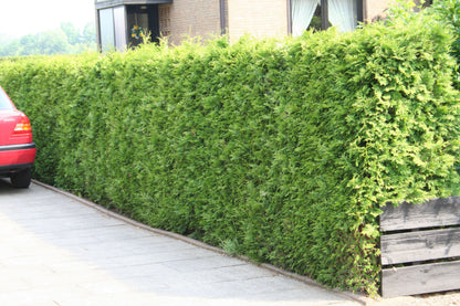 Abendländischer Lebensbaum - Thuja occidentalis