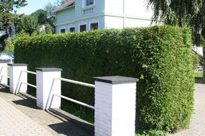 Abendländischer Lebensbaum - Thuja occidentalis