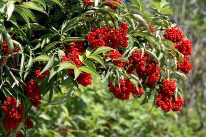 Sambucus racemosa - Traubenholunder