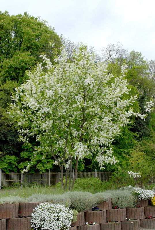 Prunus padus 'Schloss Tiefurt' CAC - Traubenkirsche 'Schloss Tiefurt'