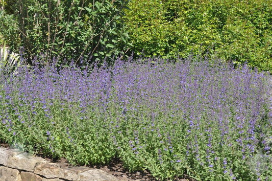 Nepeta x faassenii 'Walker's Low' - Traubige Garten-Katzenminze Walkers Low