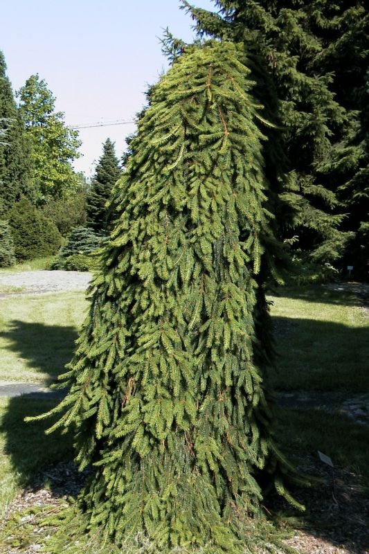 Picea abies 'Inversa' - Trauer-Hängefichte