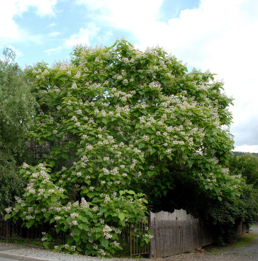 Catalpa bignonioides - Trompetenbaum