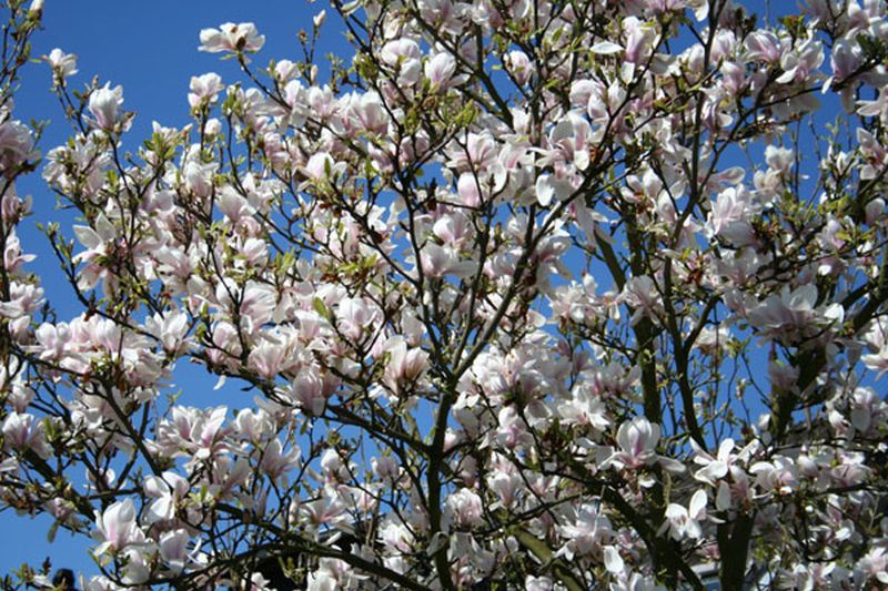 Magnolia soulangiana - Tulpenmagnolie