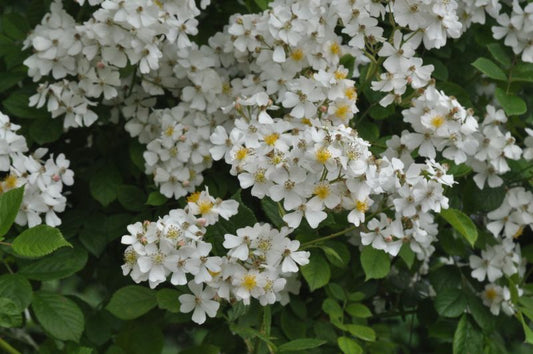 Rosa multiflora - Vielblütige Rose