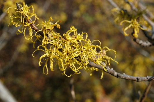 Hamamelis virginiana VgU - Virginische Zaubernuss VgU