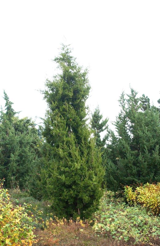 Juniperus virginiana 'Schottii' - Wacholder 'Schottii'