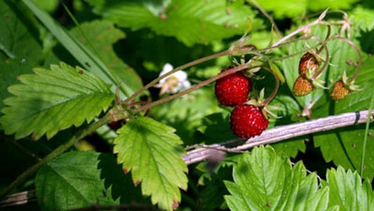 Fragaria vesca var.vesca - Wald-Erdbeere