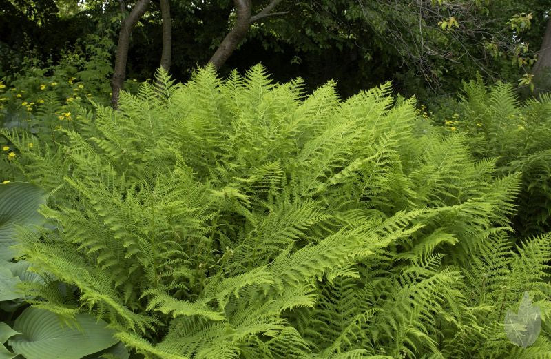 Athyrium filix-femina - Wald-Frauenfarn