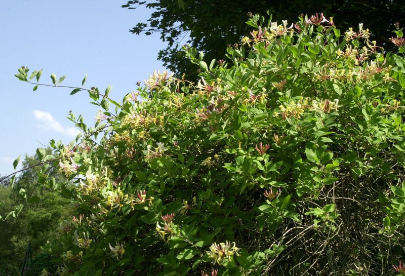 Lonicera periclymenum 'Belgica' - Wald-Geisschlinge 'Belgica'