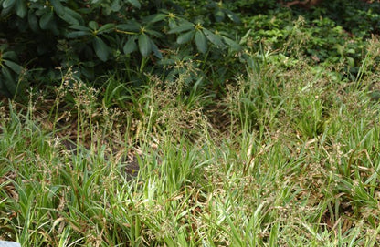 Luzula sylvatica - Wald-Marbel