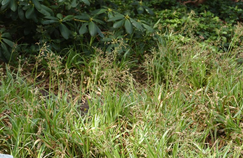 Luzula sylvatica - Wald-Marbel