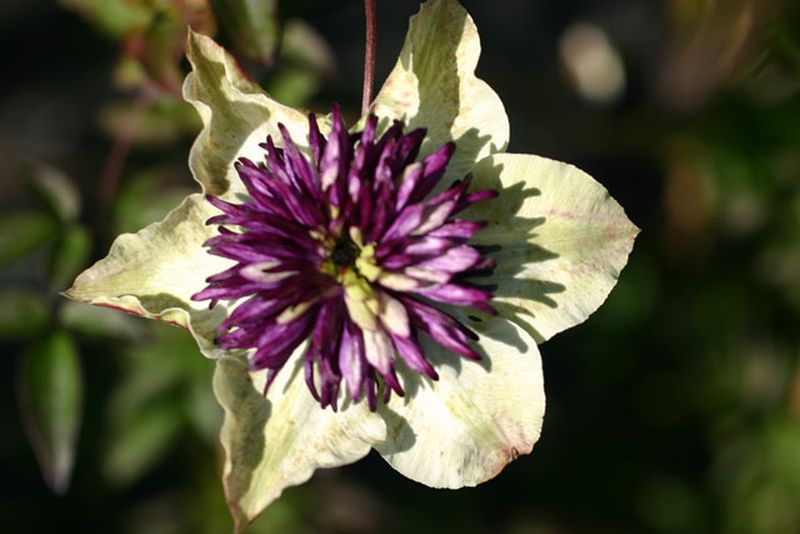 Clematis florida var.sieboldiana - Waldrebe florida var.sieboldiana