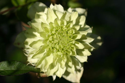 Clematis florida 'Alba Plena' - Waldrebe 'Alba Plena'