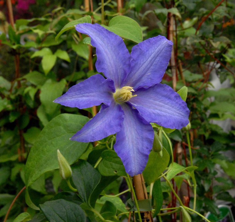 Clematis 'Anna German' - Waldrebe 'Anna German'