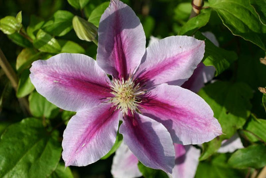 Clematis 'Bees Jubilee' - Waldrebe 'Bees Jubilee'