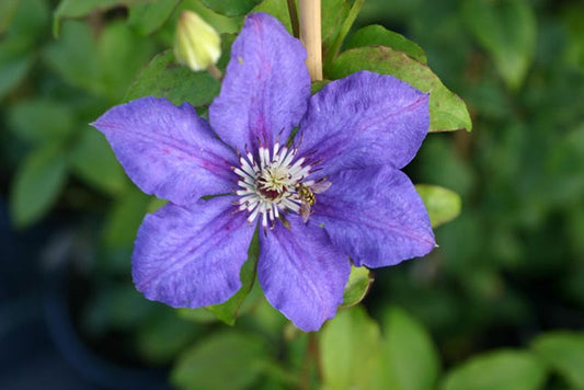 Clematis 'Blue Gem' - Waldrebe 'Blue Gem'