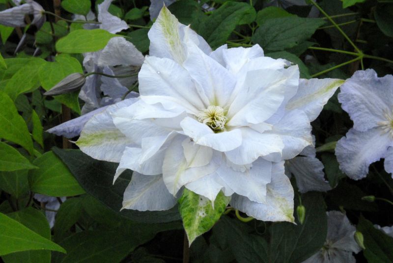 Clematis 'Chalcedony' - Waldrebe 'Chalcedony'