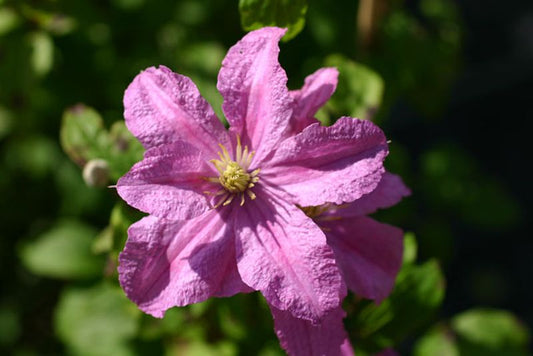 Clematis 'Comtesse de Bouchaud' - Waldrebe 'Comtesse de Bouchaud'