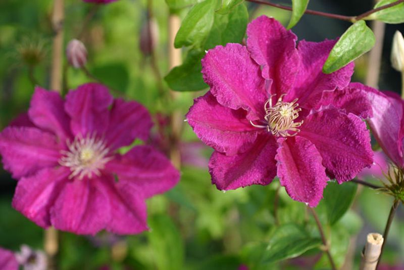 Clematis 'Ernest Markham' - Waldrebe 'Ernest Markham'