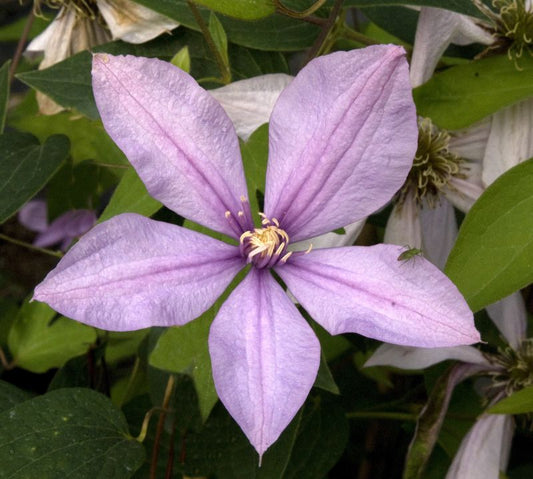 Clematis 'Forever Friends' - Waldrebe 'Forever Friends'