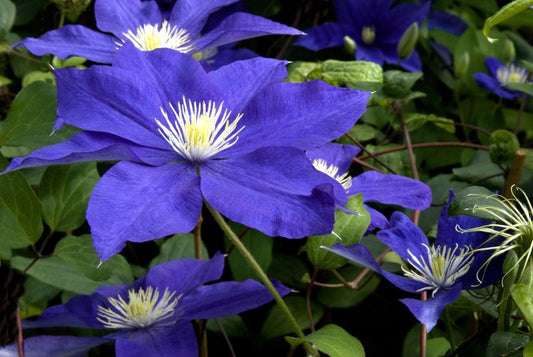 Clematis 'Fujimusume' - Waldrebe 'Fujimusume'